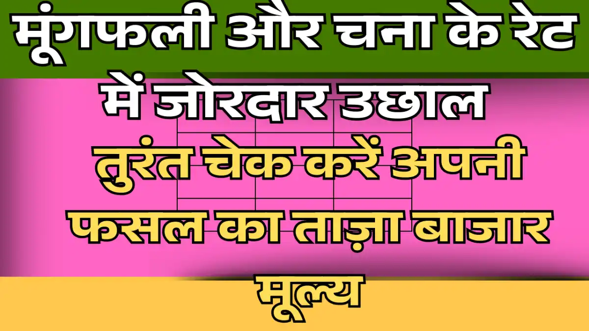 Mungfalli aur chana update